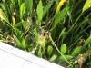 A Dragonfly