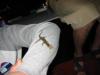A Lizard (with moth in mouth) lands on my arm
