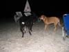 Mad dogs on the beack