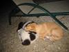 Dogs asleep on the beack