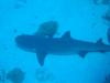 Red Sea Diving Holiday